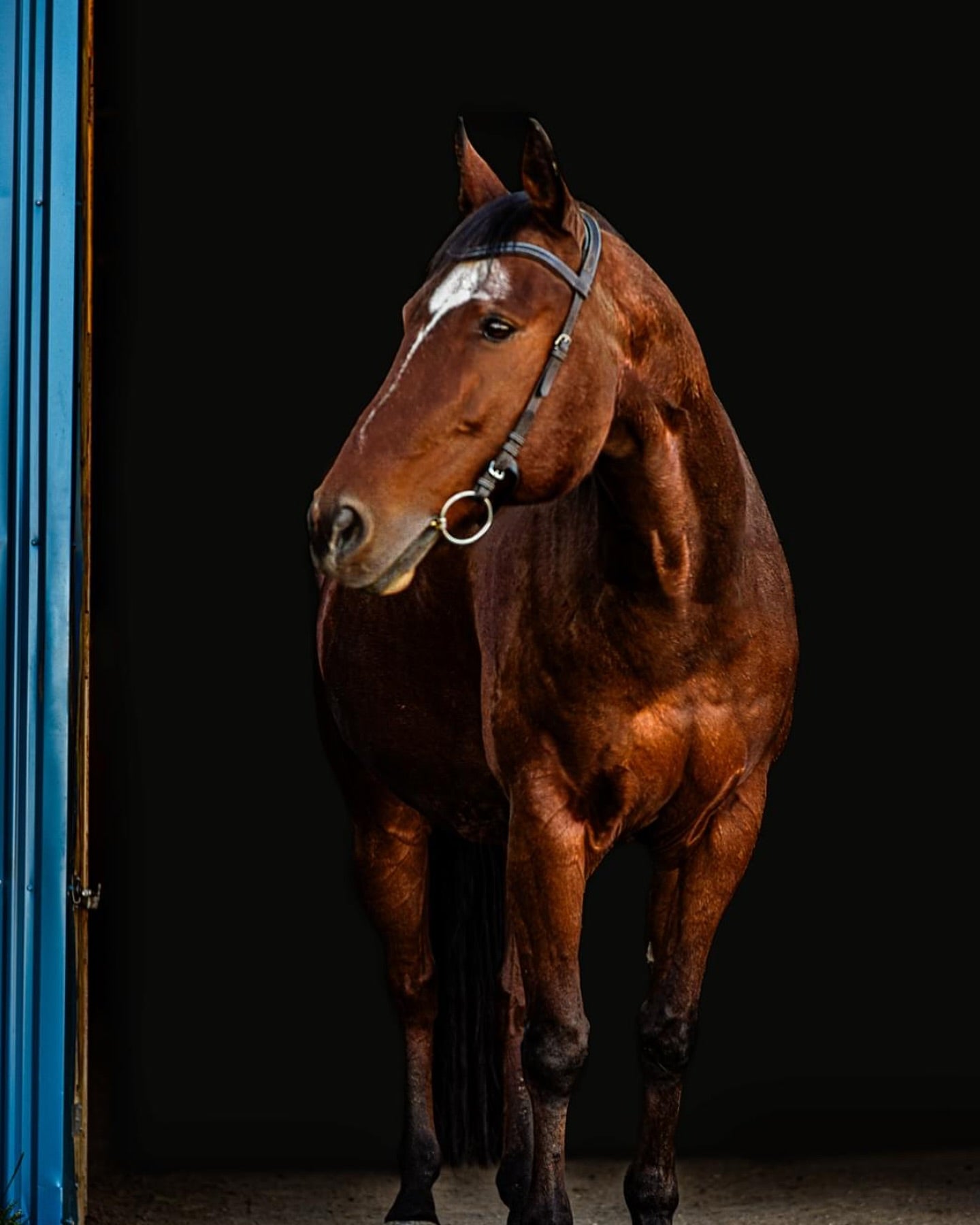 Freedom Bridle