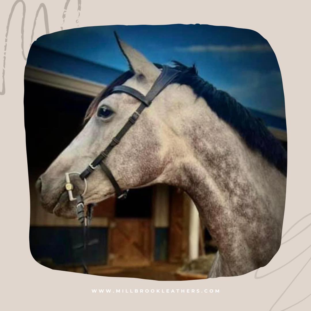 Freedom Bridle