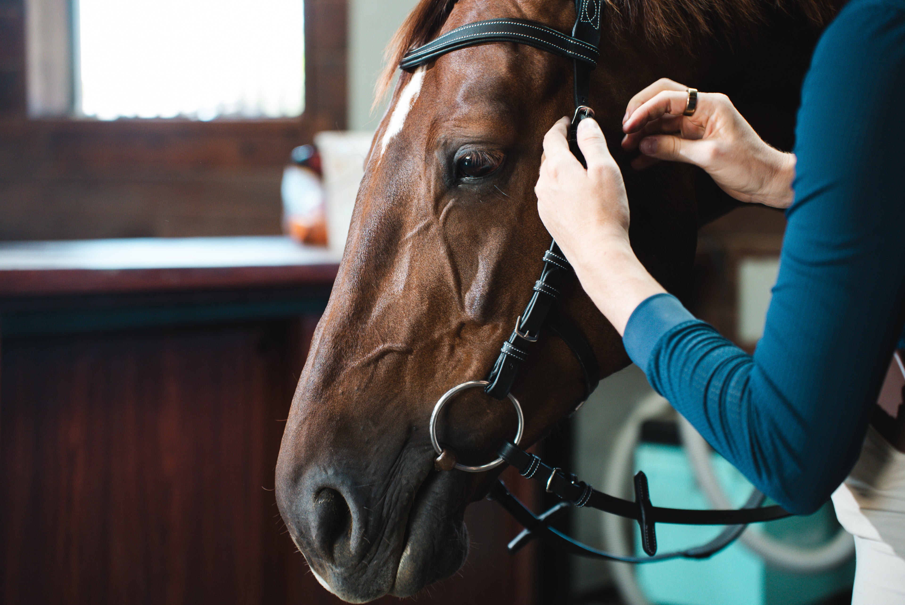 Freedom Bridle