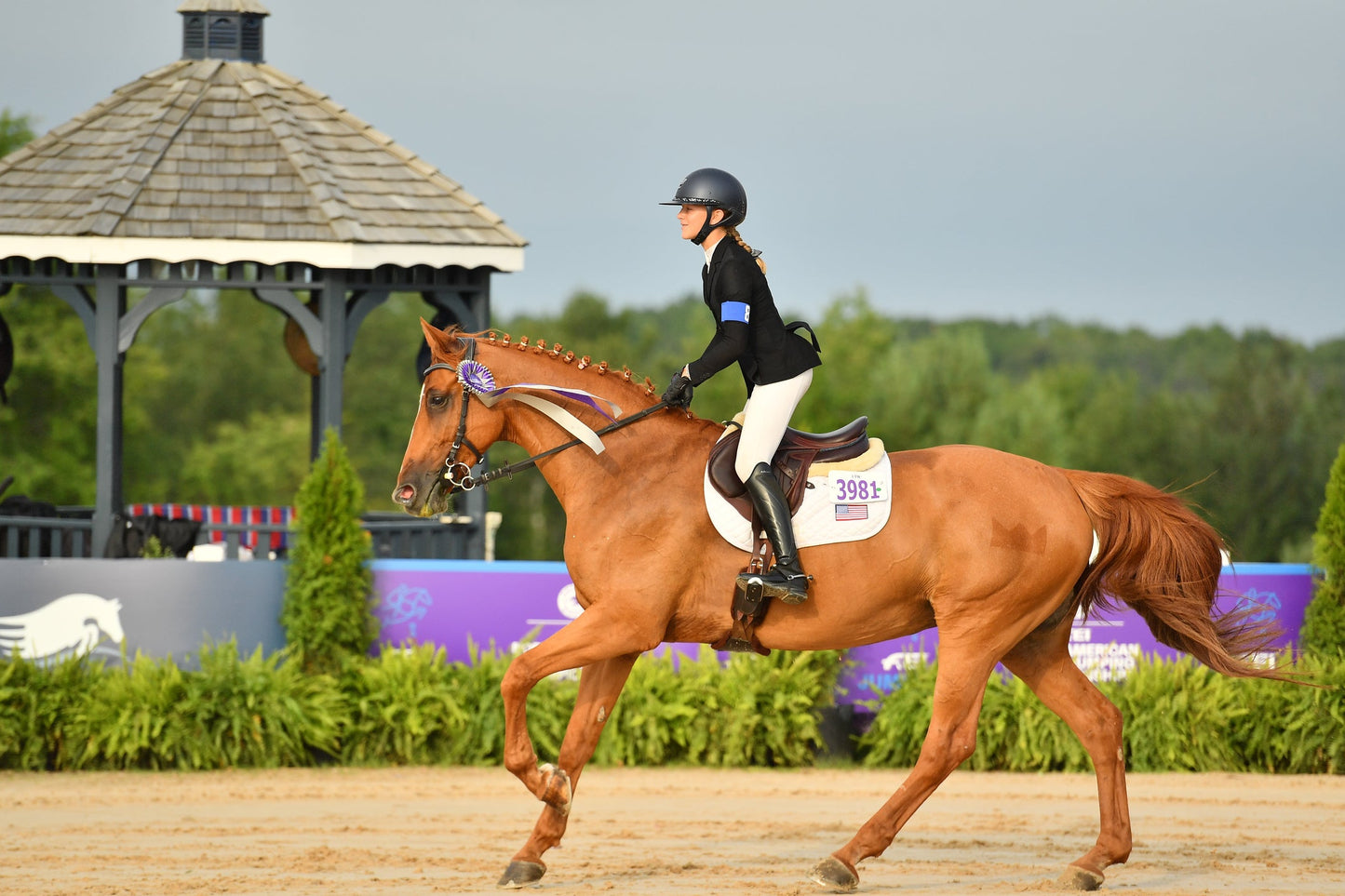 Horse with nosebandless bridle competing