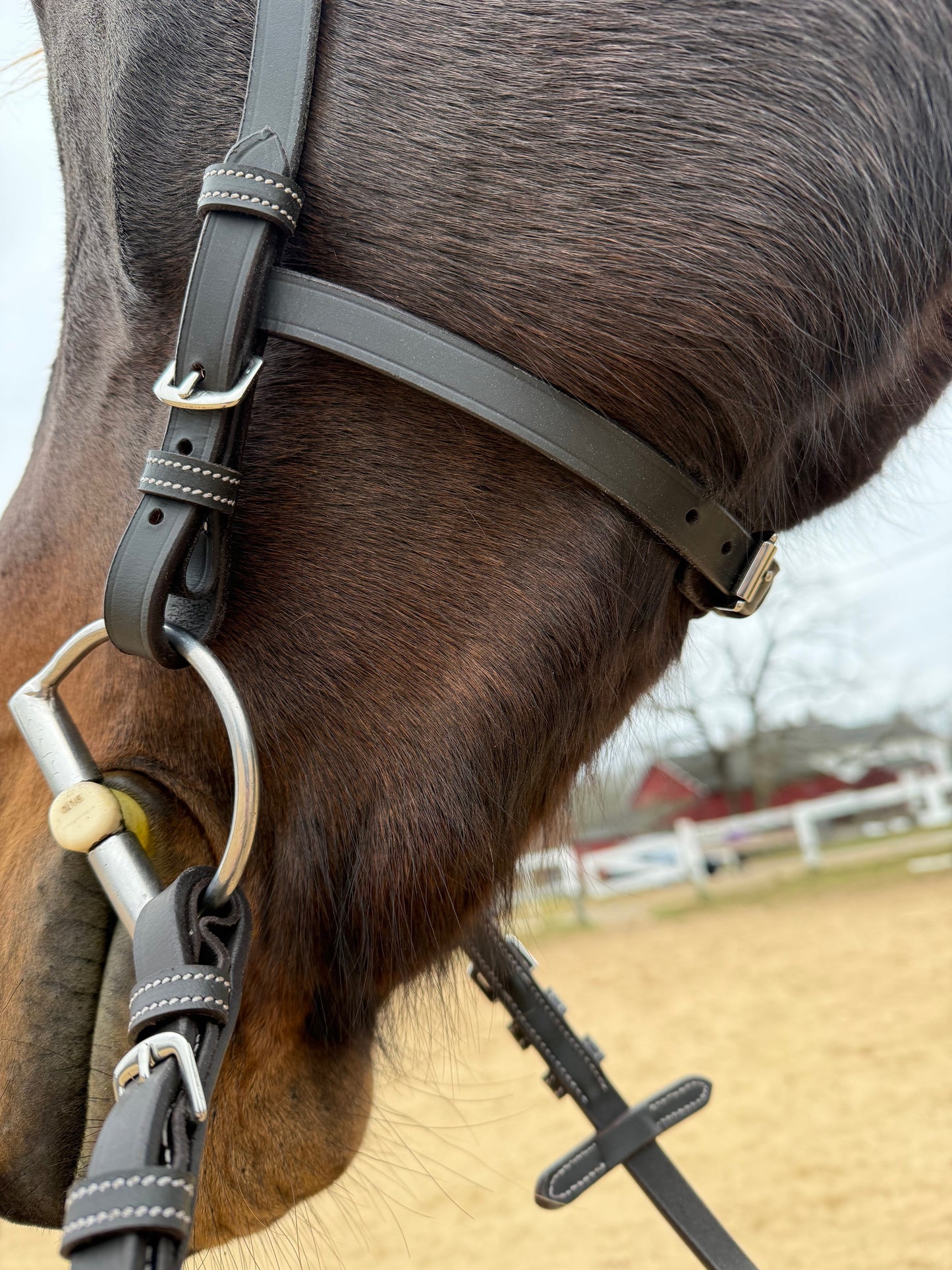 Freedom Bridle