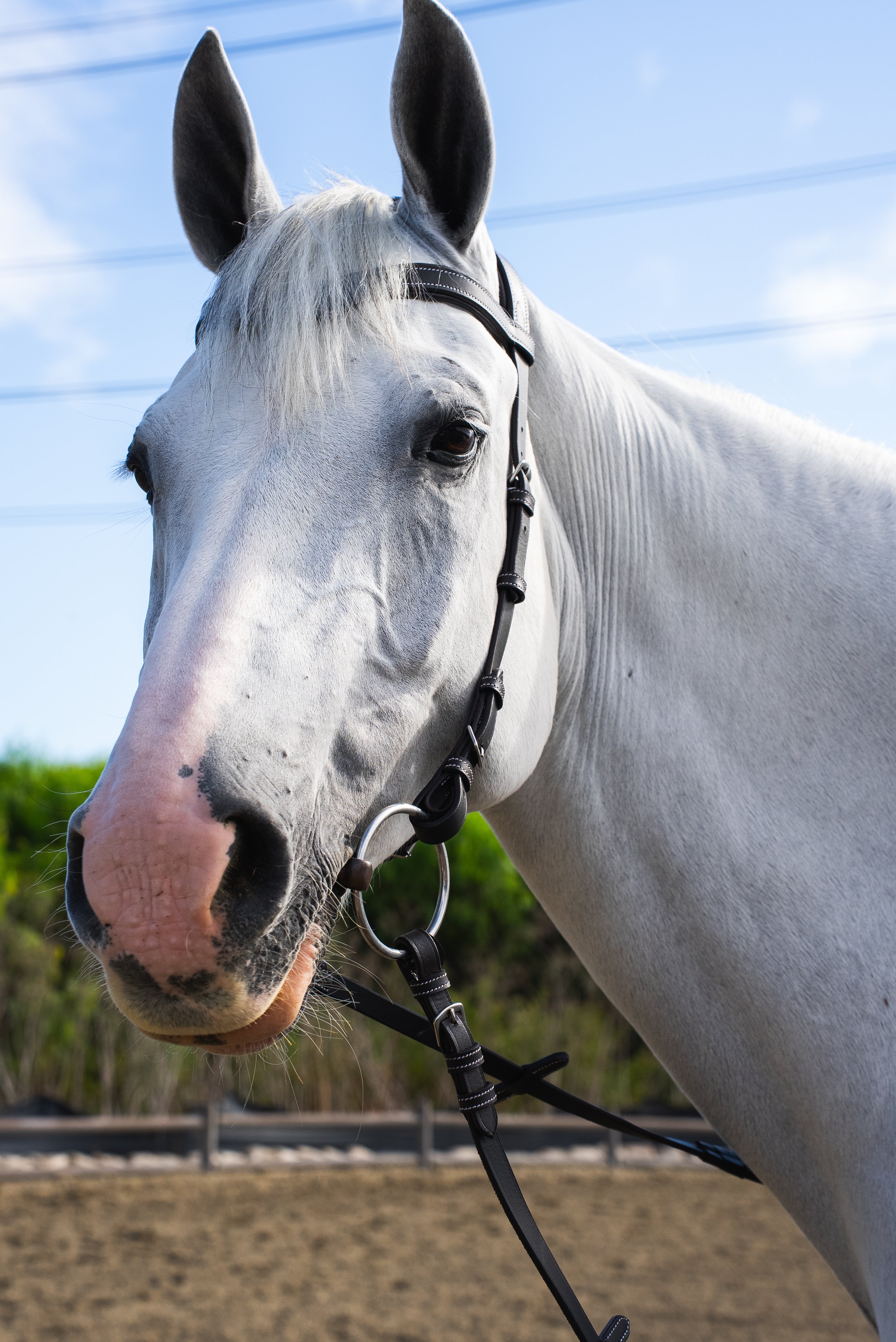 Freedom Bridle