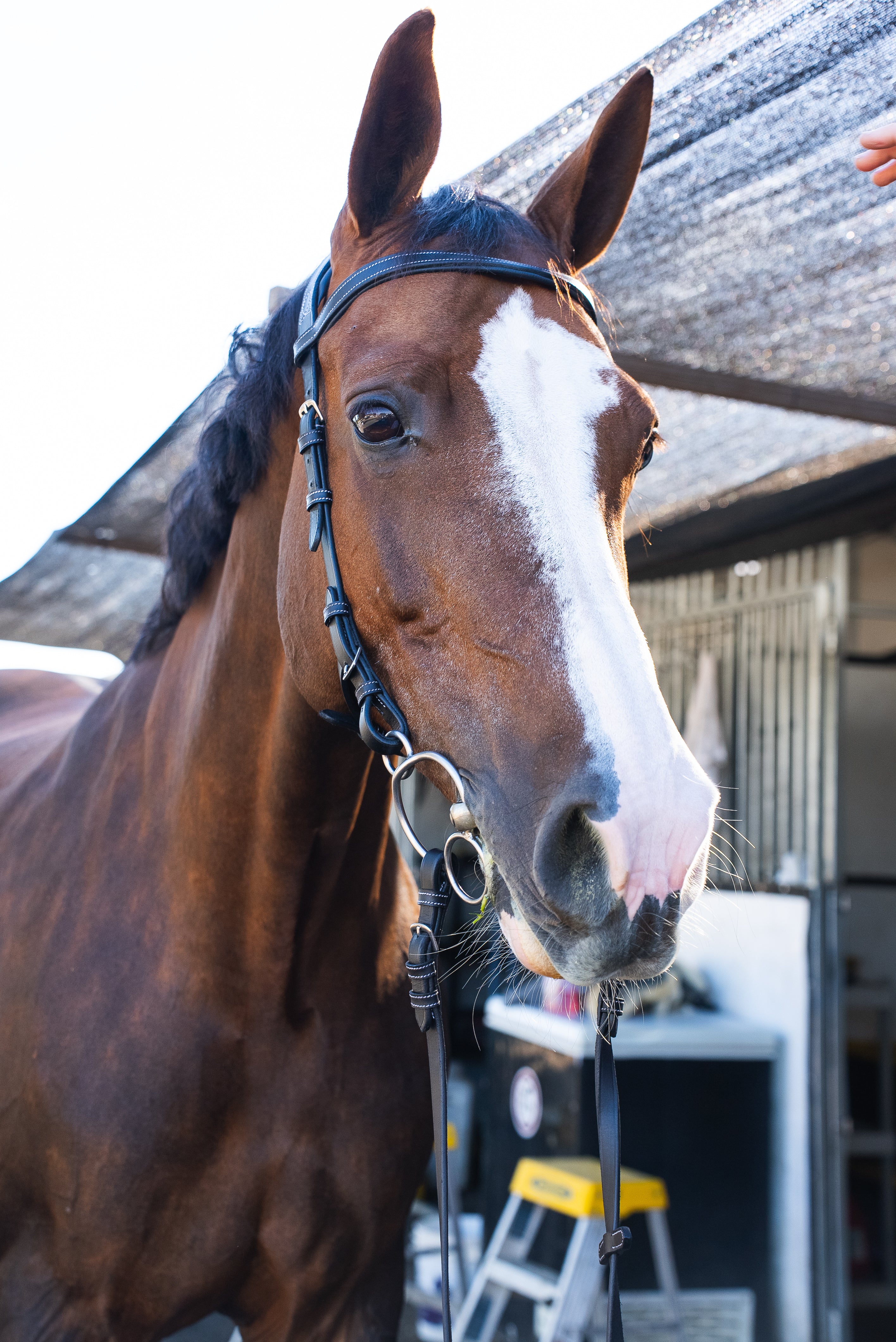 Freedom Bridle